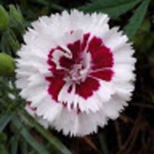 Meet your Posher, Jack